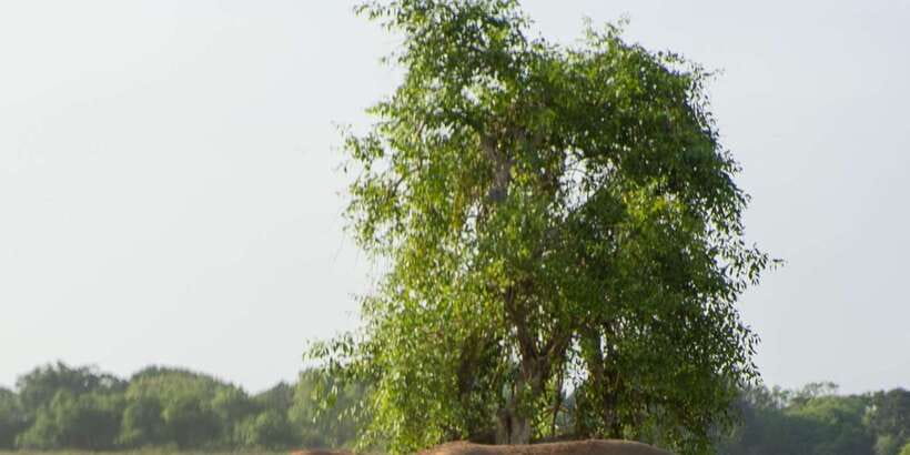 From Hikkaduwa/ Galle/ Mirissa - Yala National Park Safari - What the $54 price really covers