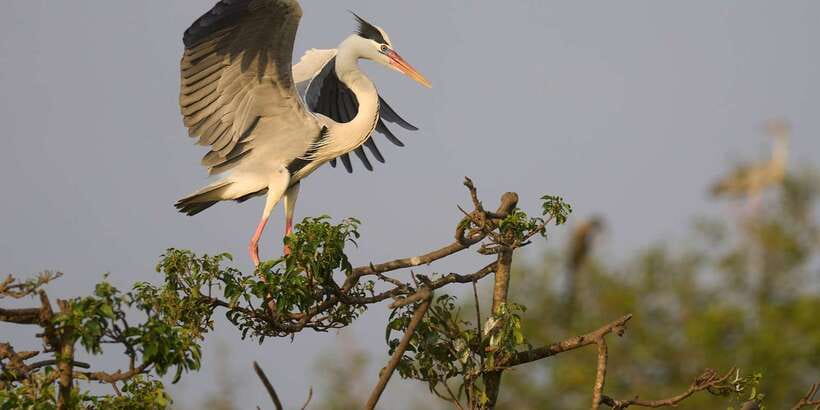 From Hikkaduwa/ Galle/ Mirissa - Yala National Park Safari - Cancellation and booking flexibility