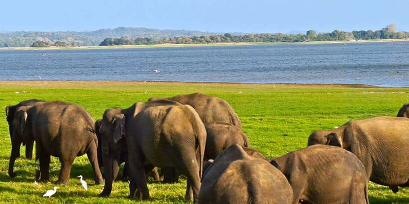 From Hikkaduwa: Udawalawe National Park Safari Tour - Finding Udawalawe’s elephants
