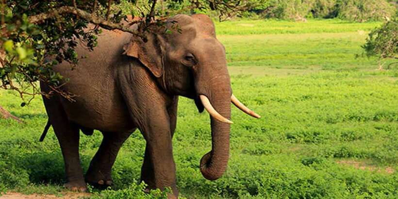 From Hikkaduwa: Udawalawe National Park Safari Tour - Crocodiles, buffalo, and birds