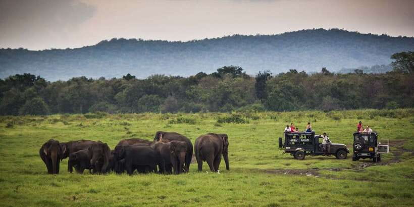 From Hikkaduwa: Udawalawe National Park Safari Tour - Who will enjoy this safari most