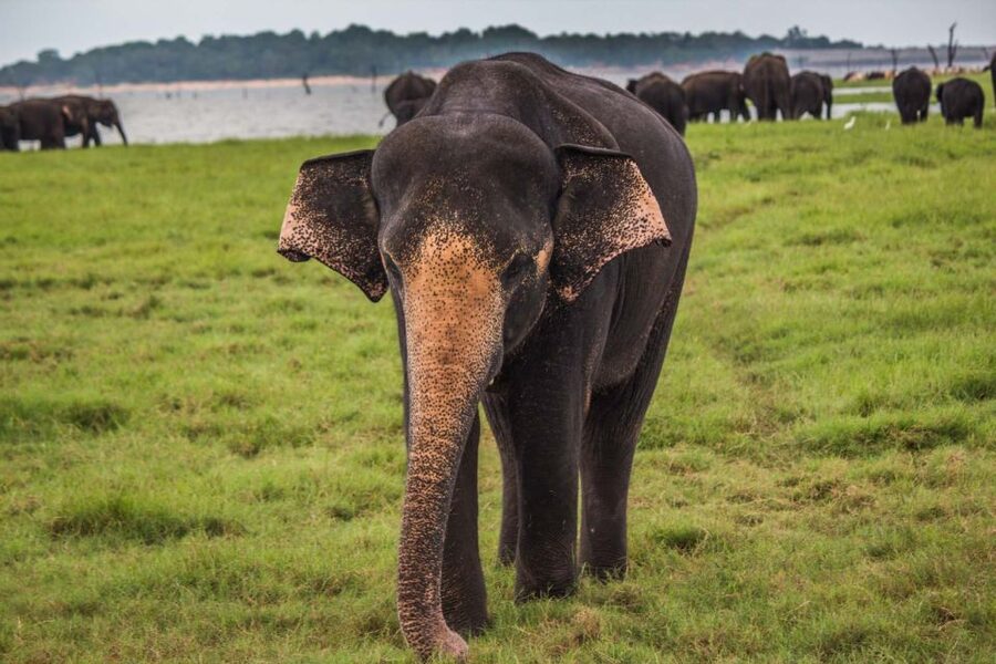 From Hikkaduwa: Udawalawe National Park Safari Tour - Timing, weather, and practical details