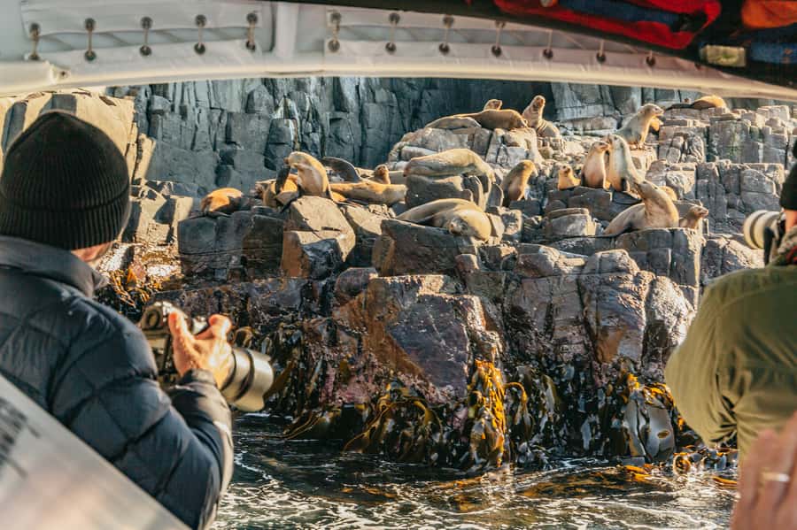 From Hobart/Adventure Bay: Bruny Island Wilderness Cruise - Key points to know before booking