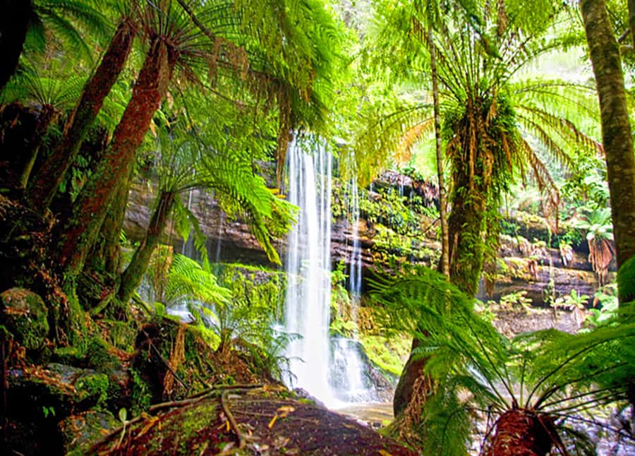 From Hobart: Mt. Field National Park and Russell Falls - Key points to know before booking