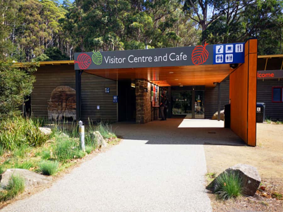 From Hobart: Mt. Field National Park and Russell Falls - Feeding trout at Salmon Ponds