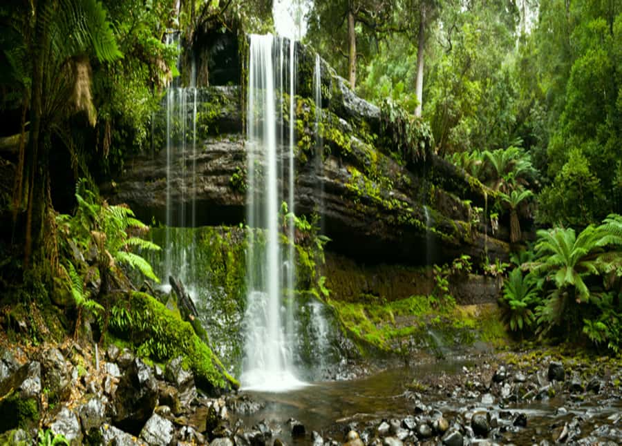 From Hobart: Mt. Field National Park and Russell Falls - Entering Mt. Field National Park