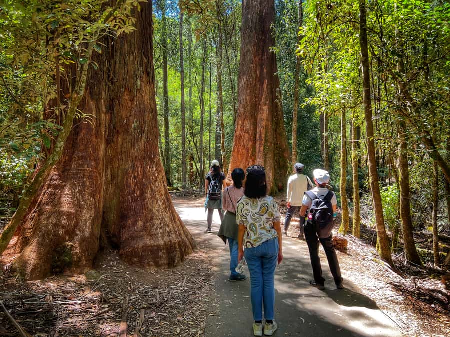 From Hobart: Mt. Field National Park and Russell Falls - Walking to three-tiered Russell Falls
