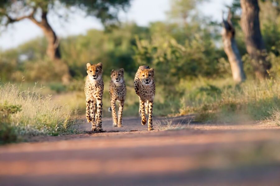 From Hoedspruit: Kruger National Park Full-Day Safari - Key points to know before booking