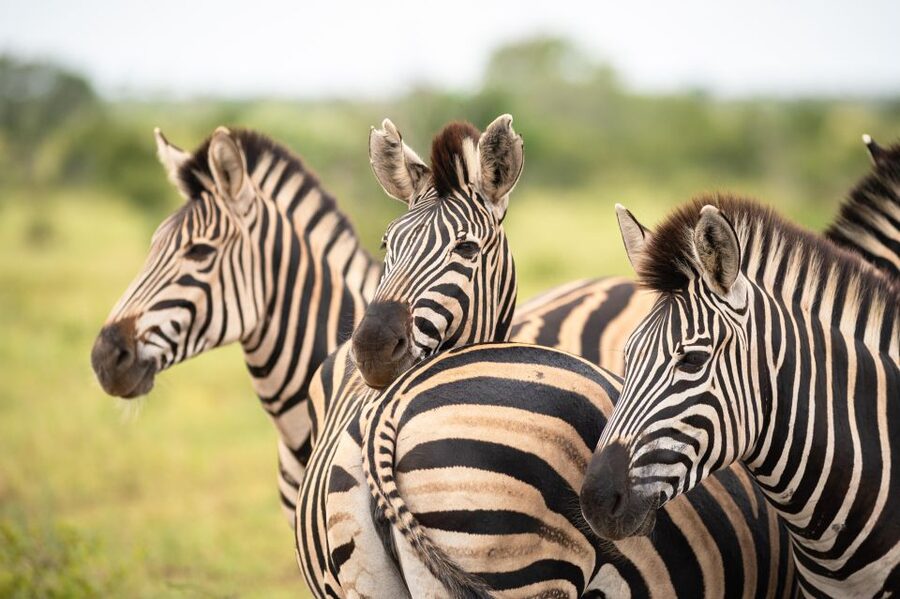 From Hoedspruit: Kruger National Park Full-Day Safari - Who should book this safari?