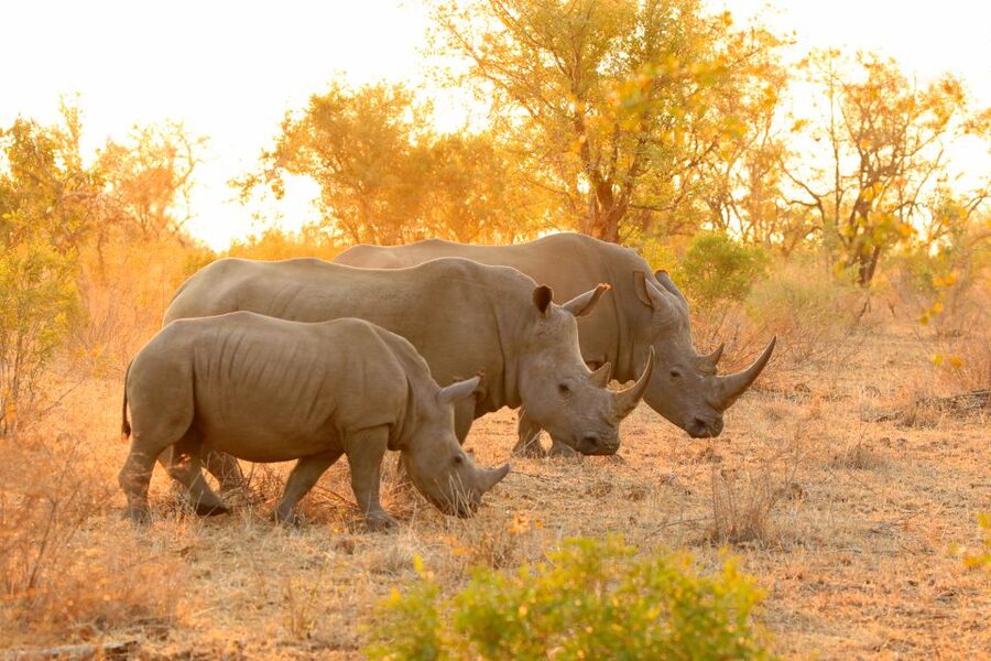 From Hoedspruit: Kruger National Park Full-Day Safari - A long day in Kruger from Hoedspruit