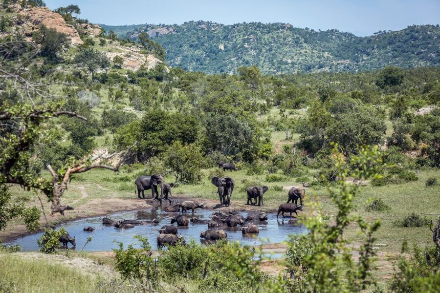 From Hoedspruit: Kruger National Park Full-Day Safari - The Big Five search, animal by animal