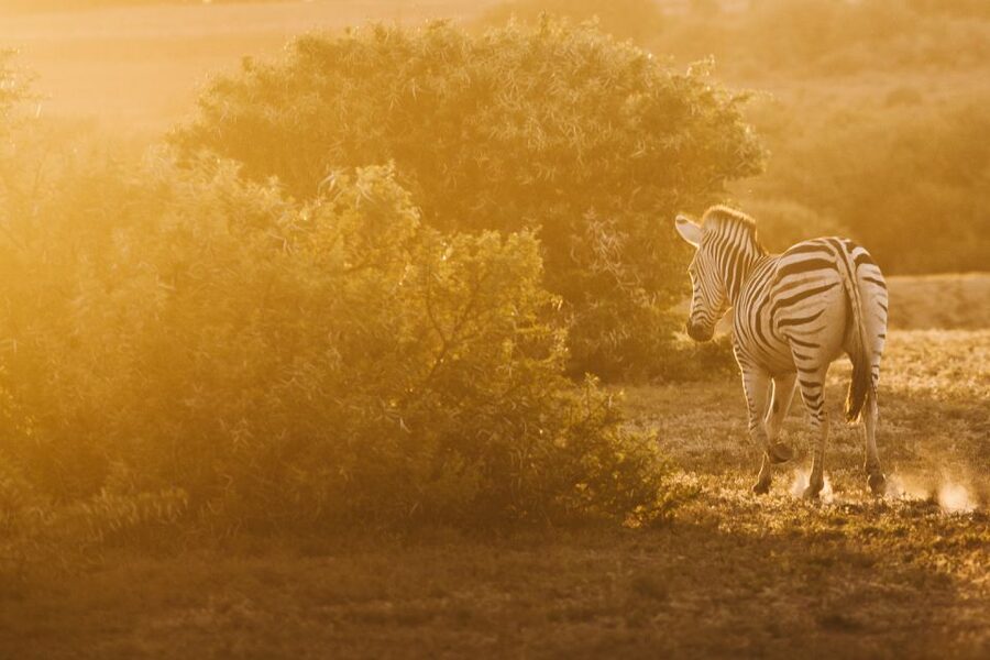 From Hoedspruit: Kruger National Park Full-Day Safari - Trees, birds, and the parts between sightings