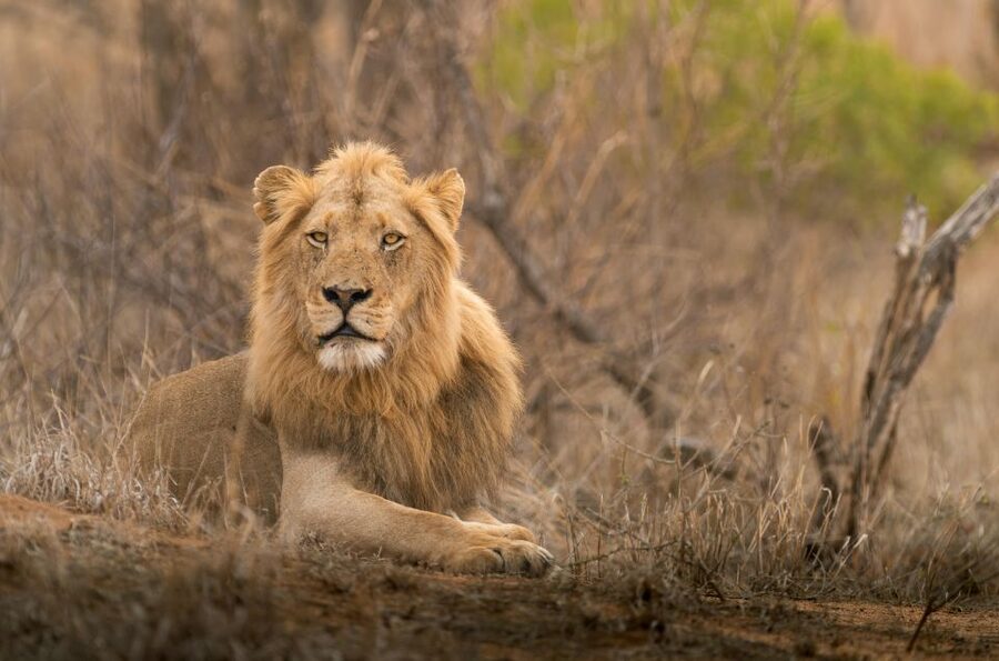 From Hoedspruit: Kruger National Park Full-Day Safari - The middle of the day can be quiet