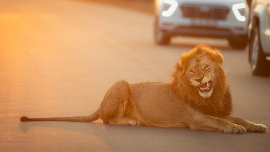 From Hoedspruit: Kruger National Park Full-Day Safari - Lunch, bathrooms, and a useful pause