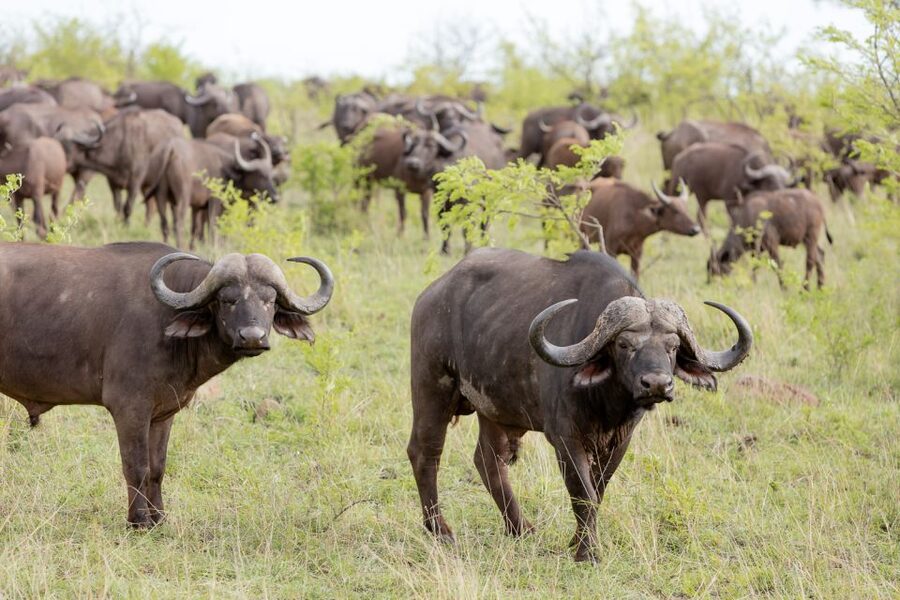 From Hoedspruit: Kruger National Park Full-Day Safari - Is $264 good value?