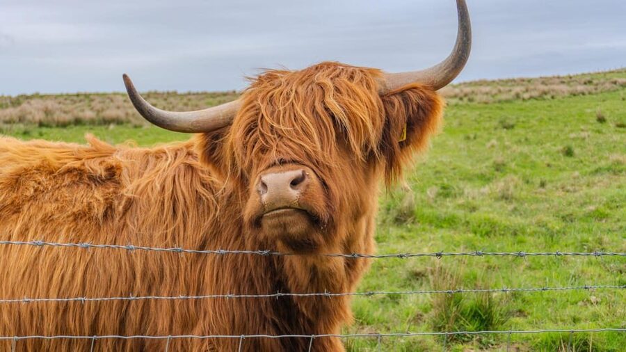 From Inverness: Cawdor Castle and Cairngorms National Park - Why this Inverness day trip works well