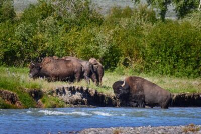 Half-Day Grand Teton National Park Tour