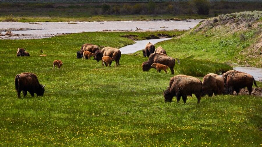 From Jackson: Half-Day Grand Teton National Park Tour - Oxbow Bend, Jackson Lake, and Willow Flats