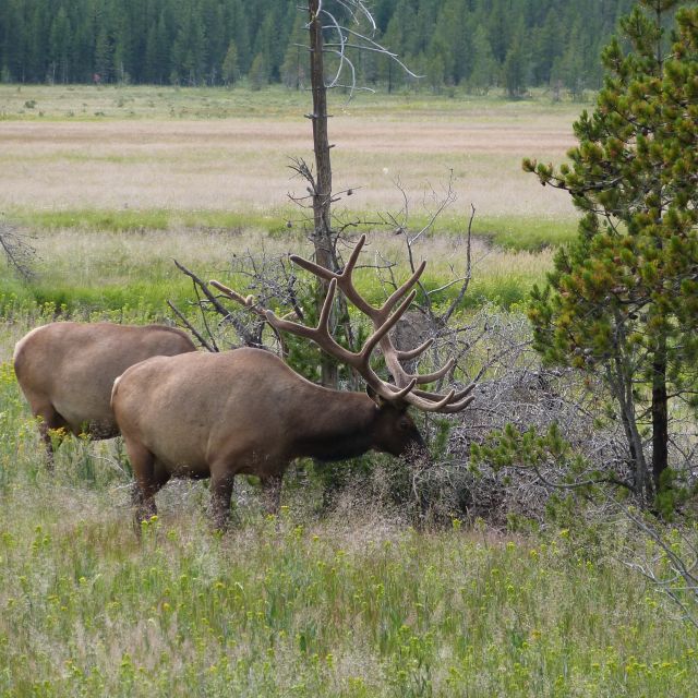 From Jackson: Half-Day Grand Teton National Park Tour - Wildlife watching with a guide