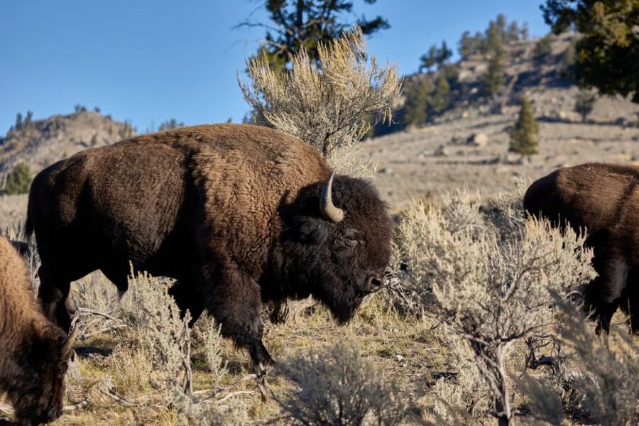 From Jackson: Half-Day Grand Teton National Park Tour - Geology and the story of the Tetons