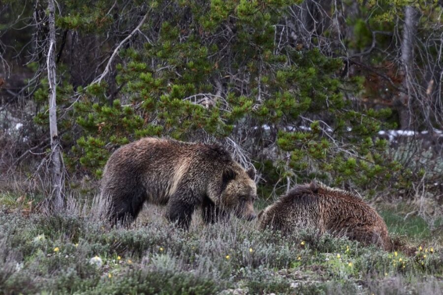 From Jackson: Half-Day Grand Teton National Park Tour - What the $149 price includes