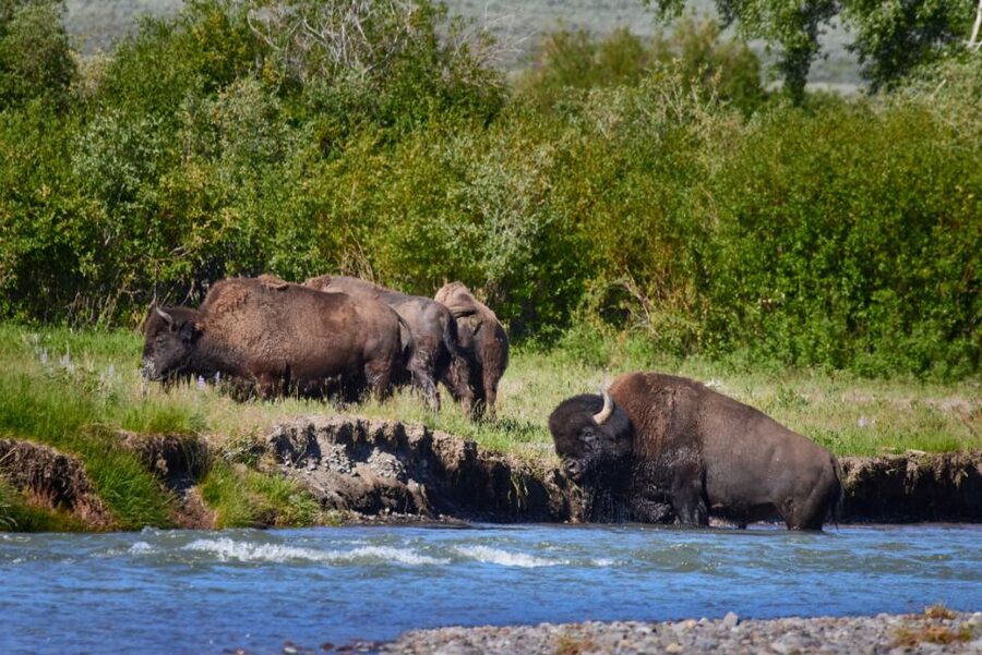 From Jackson: Half-Day Grand Teton National Park Tour - From Jackson to Kelly and Mormon Row