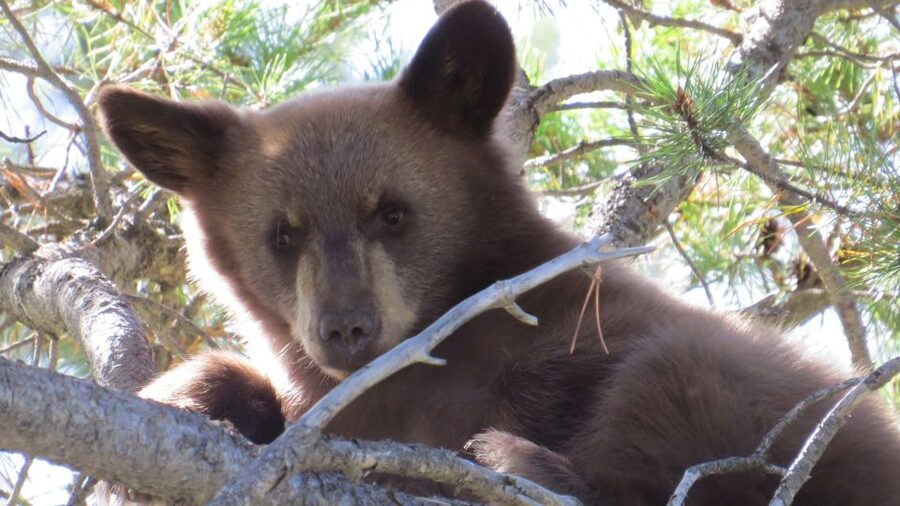From Jackson Hole: Grand Teton National Park Sunrise Tour - What the wildlife focus really means