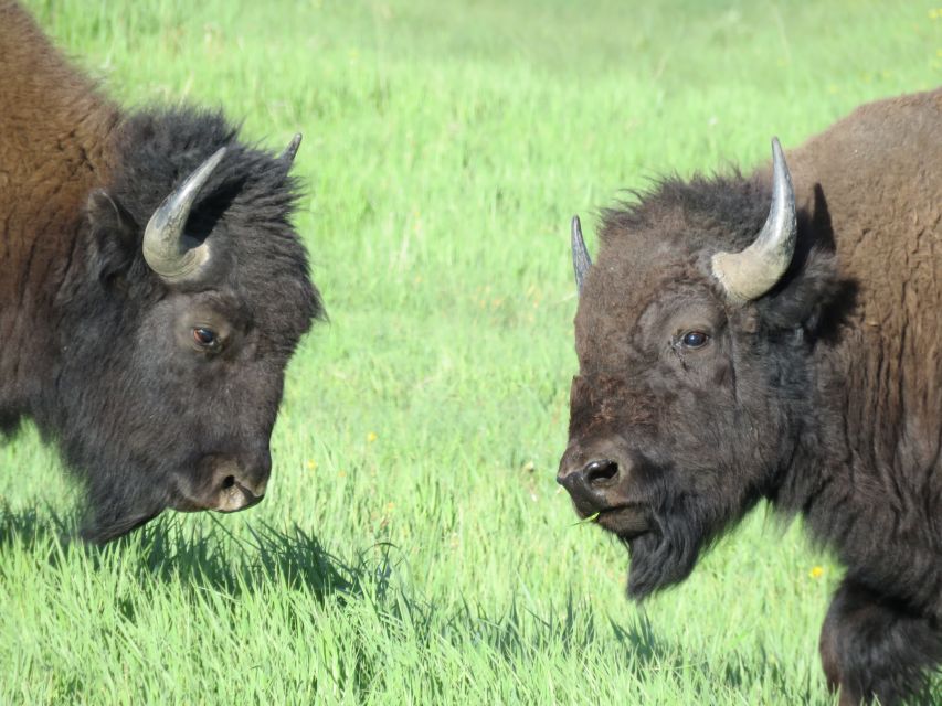 From Jackson Hole: Grand Teton National Park Sunrise Tour - Breakfast, comfort, and the five-hour schedule