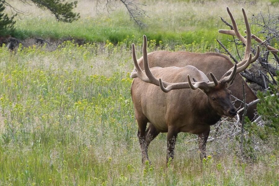 From Jackson: Yellowstone National Park Day Trip with Lunch - The Grand Canyon of the Yellowstone