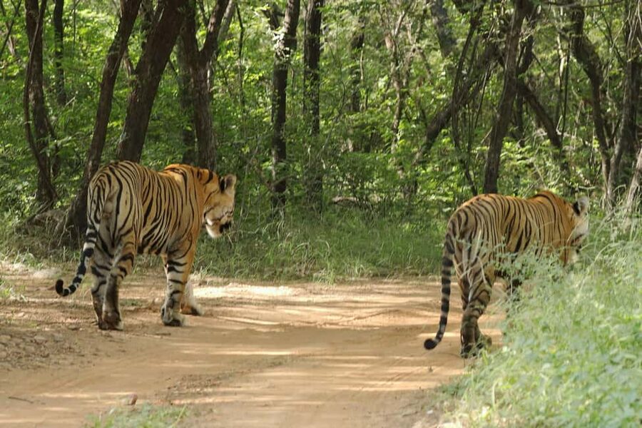 From Jaipur: Ranthambore National Park Day Trip with Safari - Key points to know before booking