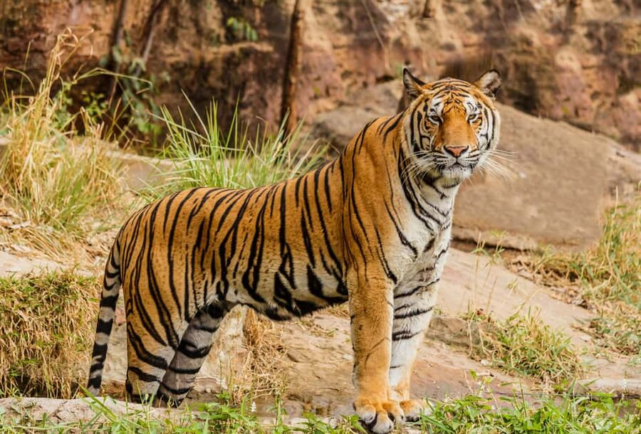 From Jaipur: Ranthambore National Park Day Trip with Safari - Why Ranthambore makes a worthwhile day trip from Jaipur