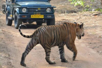 From Jaipur: Ranthambore National Park Day Trip with Safari