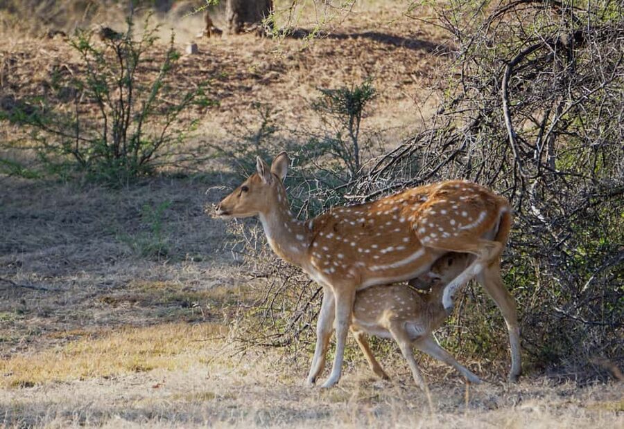 From Jaipur: Ranthambore National Park Day Trip with Safari - Jeep or canter: which safari vehicle suits you?