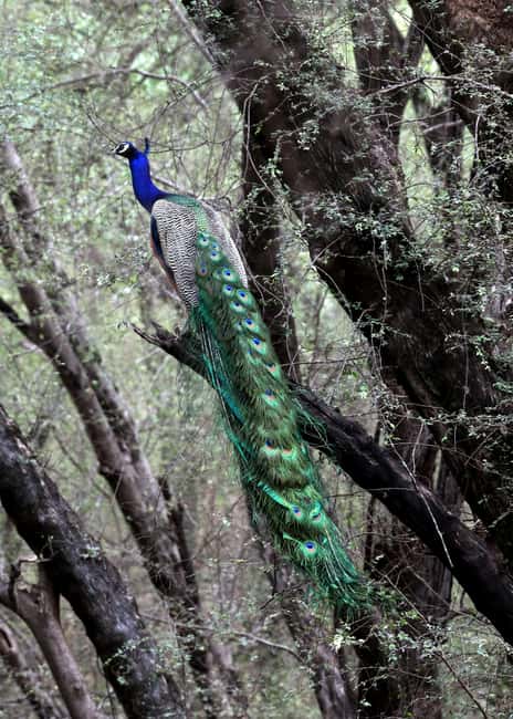 From Jaipur: Ranthambore National Park Day Trip with Safari - What you might see beyond the tiger