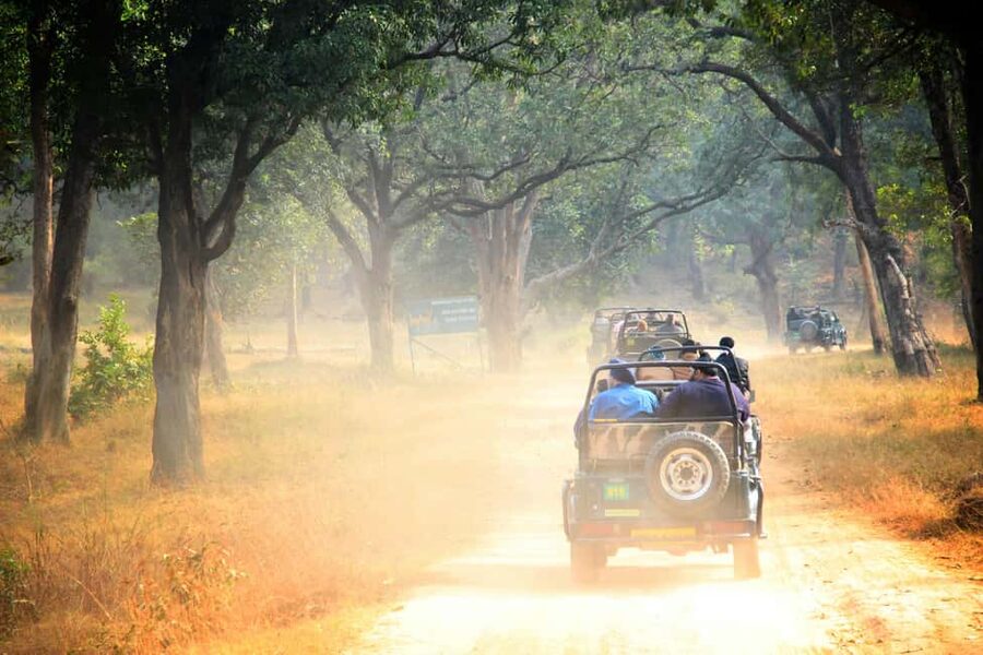 From Jaipur: Ranthambore National Park Day Trip with Safari - Tiger sightings and realistic expectations
