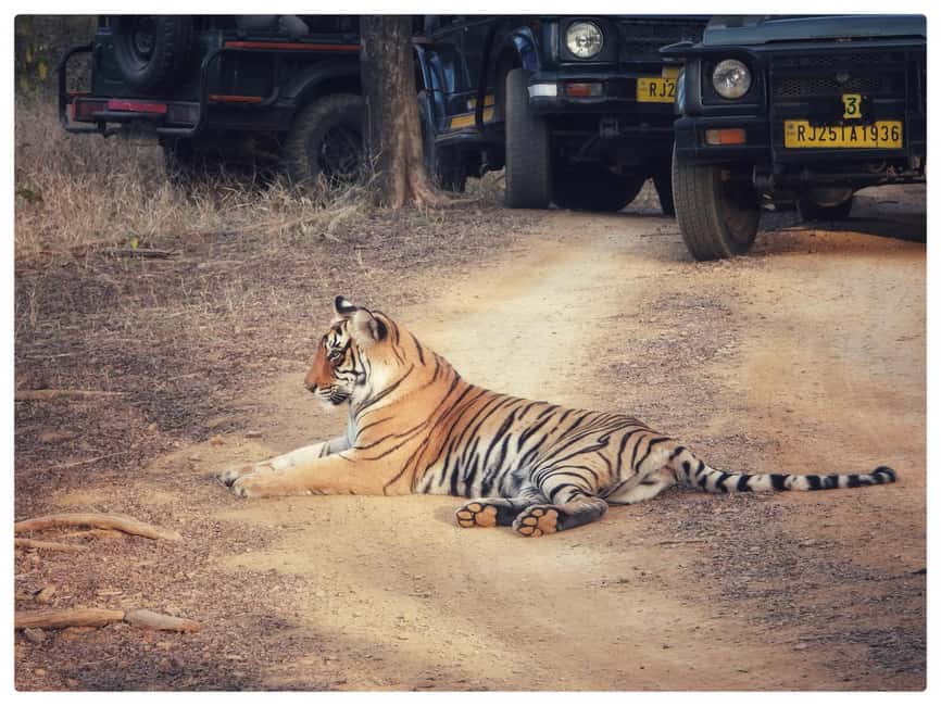 From Jaipur: Ranthambore National Park Day Trip with Safari - Who should book this Ranthambore safari?