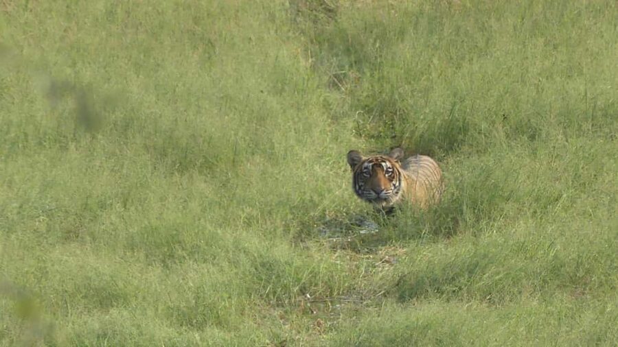 From Jaipur: Sariska National Park Day trip with Safari - Leaving Jaipur before the heat builds
