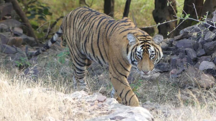 From Jaipur: Sariska National Park Day trip with Safari - Choosing between a six-seat Jeep and a larger canter