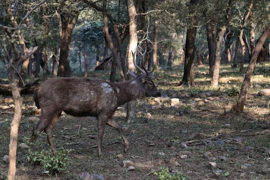 From Jaipur: Sariska National Park Day trip with Safari - Waiting, rules, and the rhythm of the day