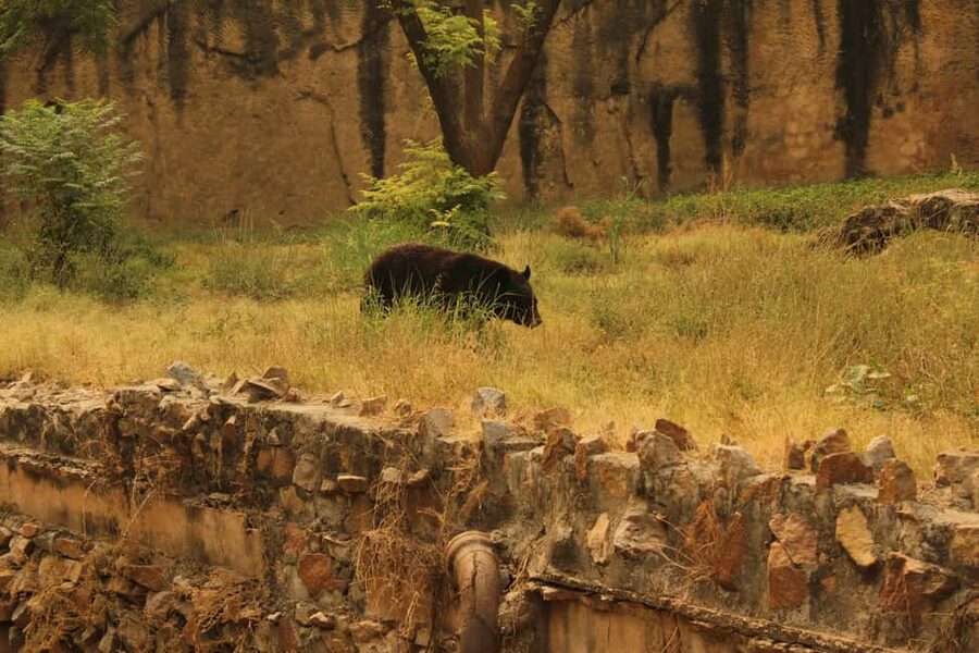 From Jaipur: Sariska National Park Day trip with Safari - Is $82 a fair price from Jaipur?