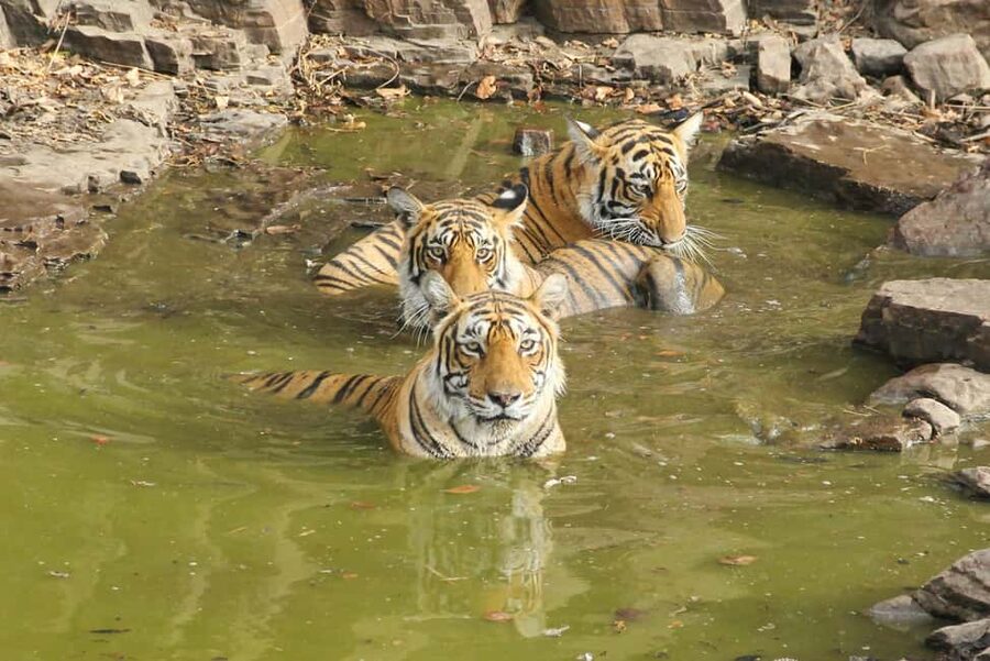 From Jaipur: Sariska National Park Day trip with Safari - Should you book this Sariska safari?