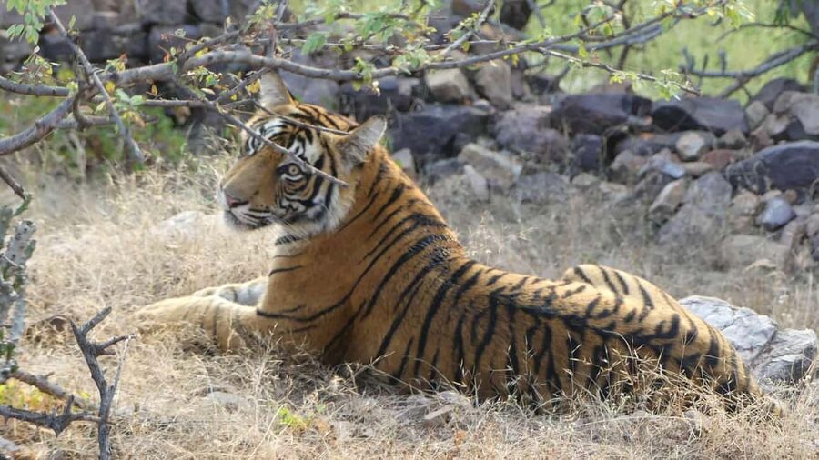 From Jaipur: Sariska National Park Day trip with Safari - Arriving at Sariska Tiger Reserve