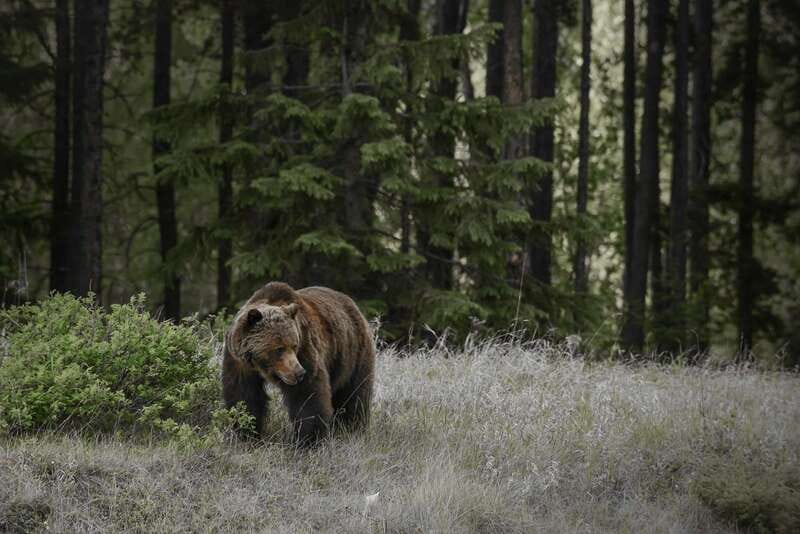 From Jasper: Jasper National Park Wildlife Discovery Tour - Key points to know before you book