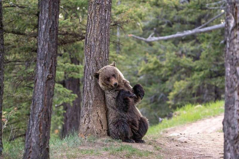 From Jasper: Jasper National Park Wildlife Discovery Tour - Practical ways to get more from the tour