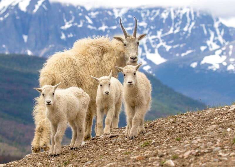 From Jasper: Jasper National Park Wildlife Discovery Tour - What you may see along the way