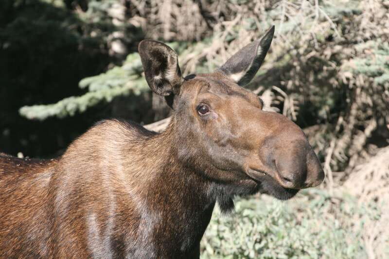 From Jasper: Jasper National Park Wildlife Discovery Tour - Why the guide matters more than the route