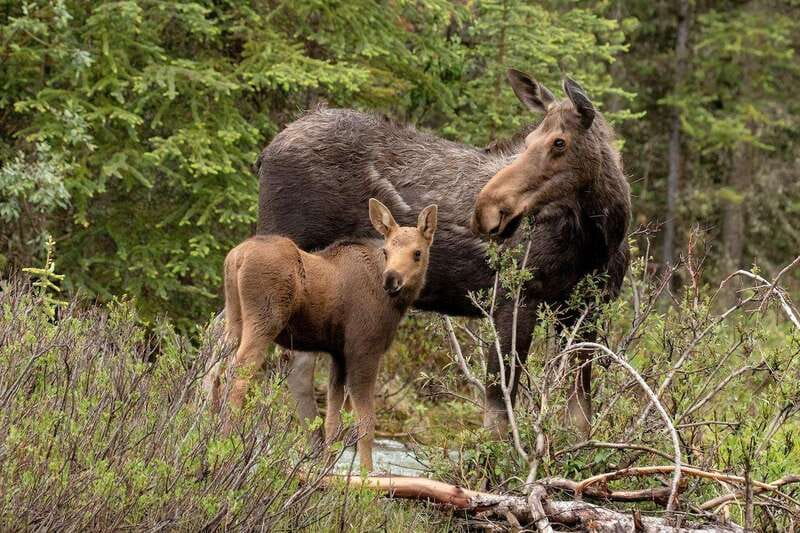 From Jasper: Jasper National Park Wildlife Discovery Tour - The scenery between animal sightings