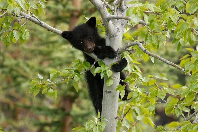 From Jasper: Jasper National Park Wildlife Discovery Tour - Is $66 a fair price?