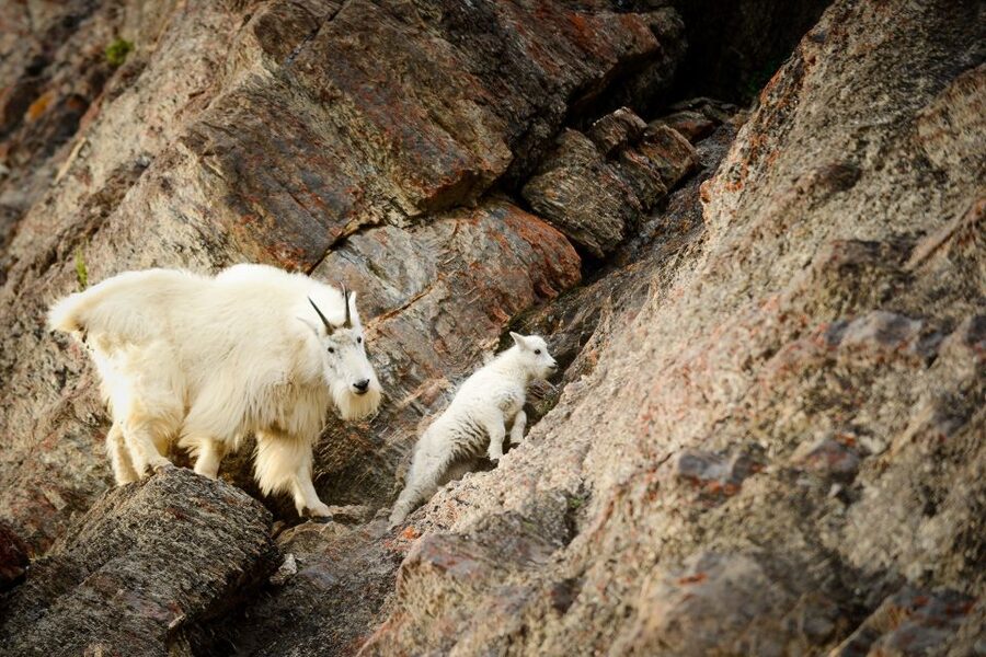 From Jasper: Jasper National Park Wildlife Discovery Tour - Who will enjoy this outing most?
