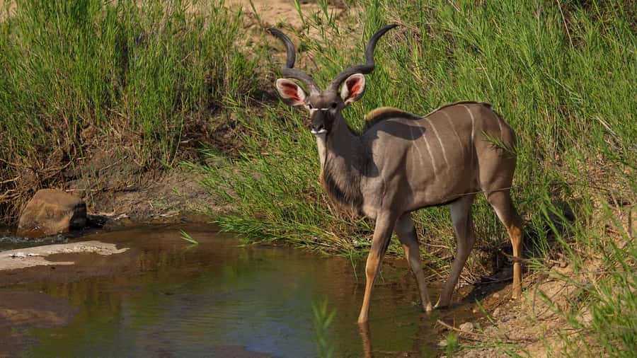 From Johannesburg: 2-Day Safari into Kruger National Park - The first five hours from Johannesburg